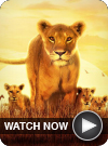 Serengeti WATCH NOW