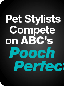 Pet Stylists Compete on ABC's
Pooch Perfect