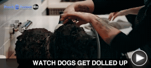WATCH DOGS GET DOLLED UP here…