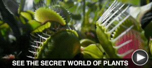 SEE THE SECRET WORLD OF PLANTS here…