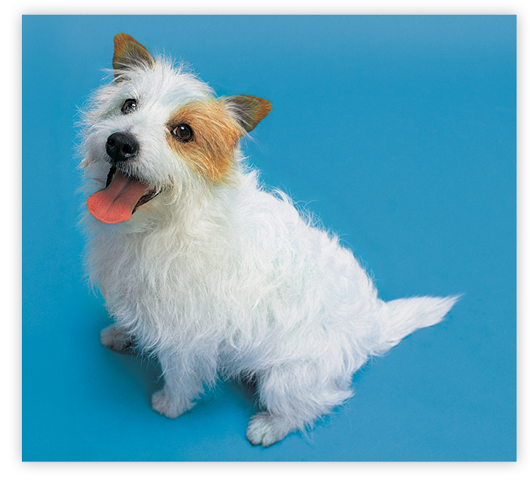 Watch Out For Pet Adoption Scams