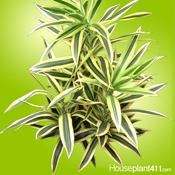 Houseplant411