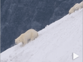 Polar Bears Battle a Blizzard