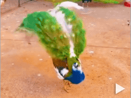 peacocks showing off