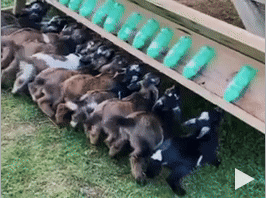 Feeding Time for Goats