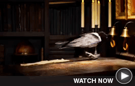 Testing a Really Smart Crow