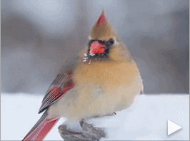 How Do Birds Stay Warm?