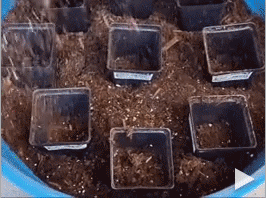 Plant in Pots Like a Pro