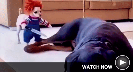 I Dare You Not To Laugh - Download Images to View