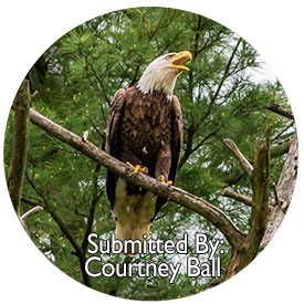 Download Images to View
