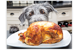 Happy Thanksgiving - Download Images to View
